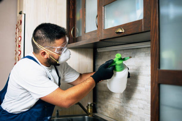 Best Rat Extermination Near Me  in Lake Shore, MN