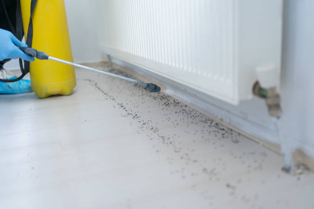 Insect Control in Lake Shore, MN
