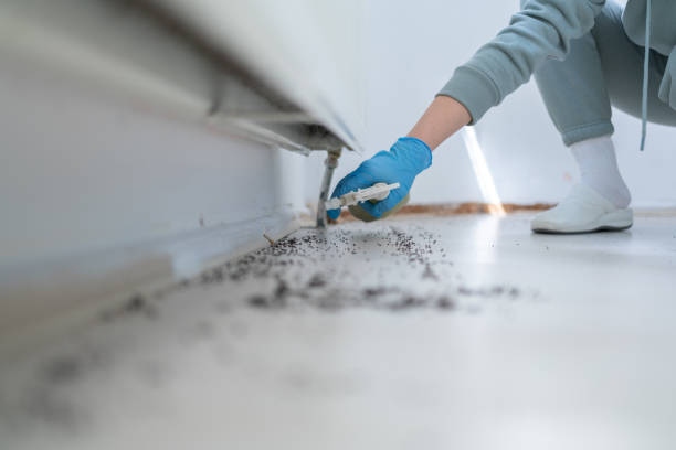 Best Affordable Pest Control Services  in Lake Shore, MN